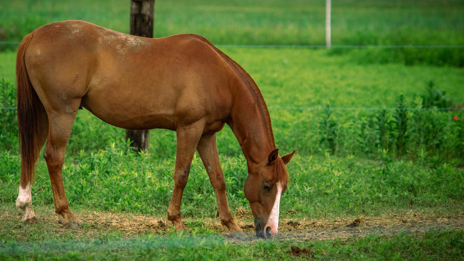 Urea-Less Feed for Productive, Healthier Livestock