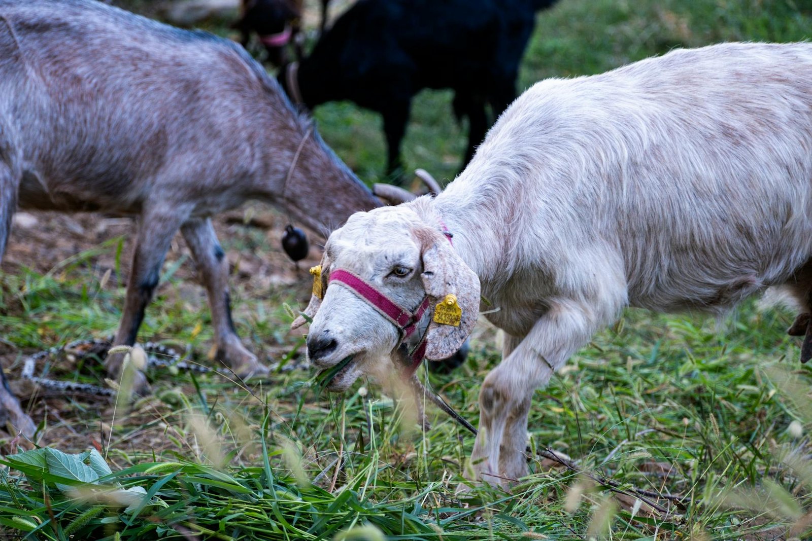 Nutritious Goat Feed by Ojas