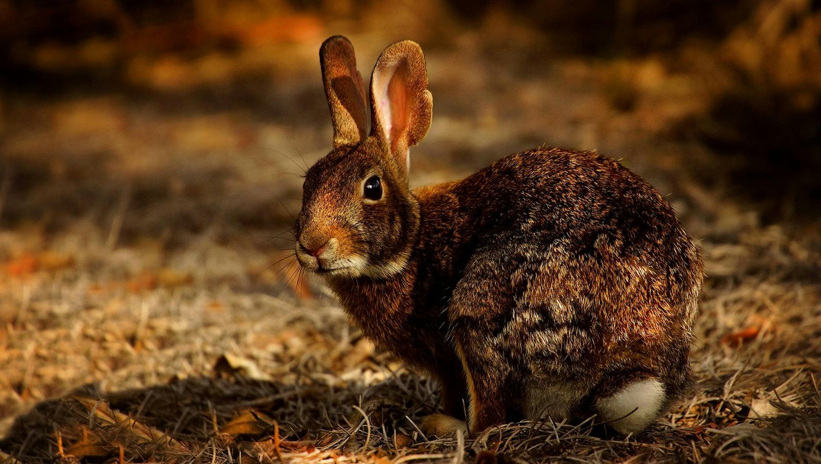 Healthy Rabbit Feed by Ojas
