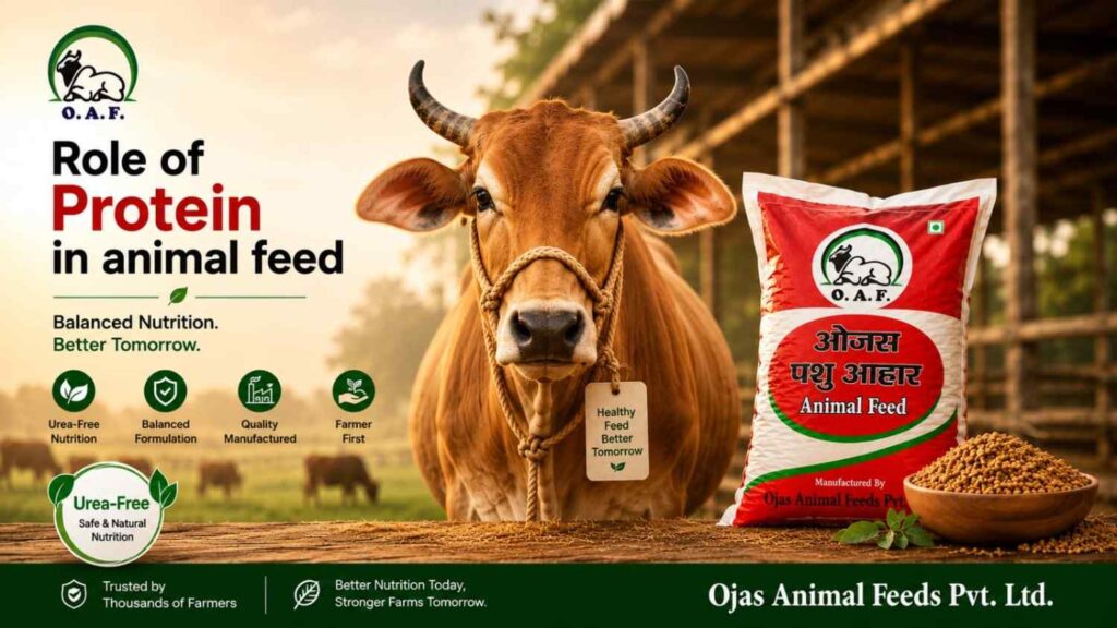 Understanding the Role of Protein in Cattle Feed | Ojas Animal Foods