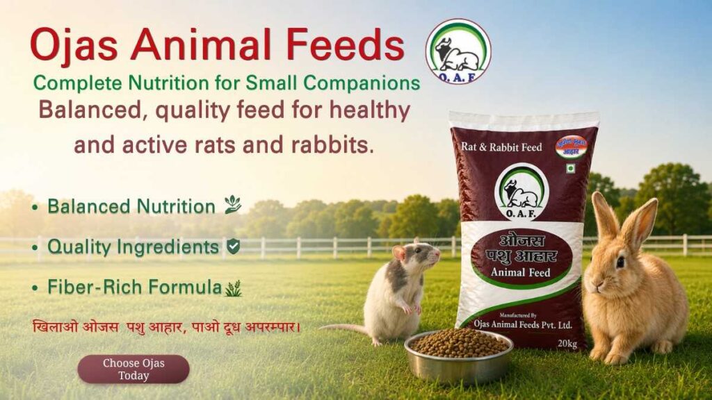 Premium Rat & Rabbit Feed for Everyday Care