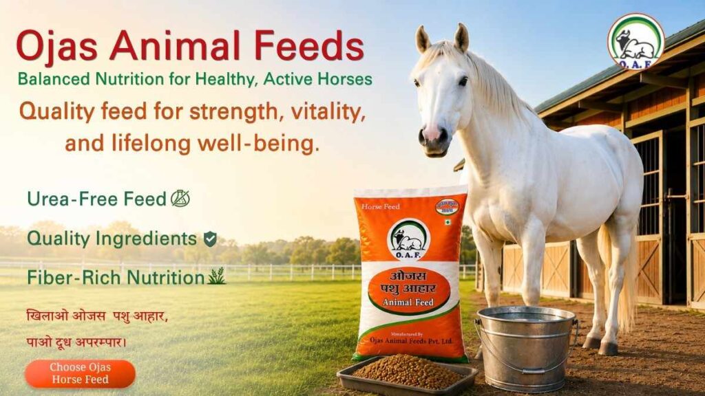 The Role of Balanced Nutrition in Raising Healthy, Active Horses
