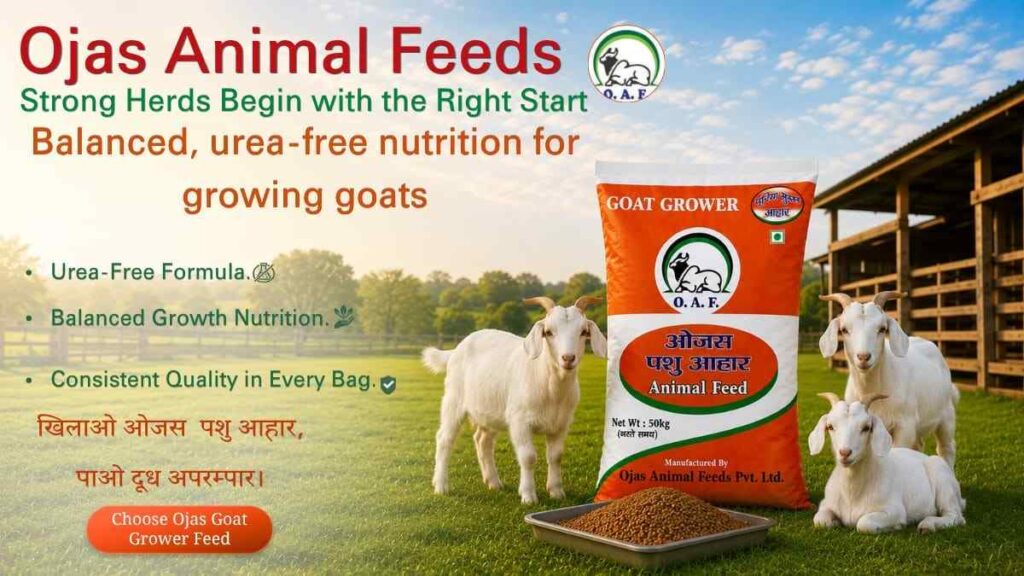 Why Urea Free Goat Grower Feed Is Essential for Healthy Herd Development