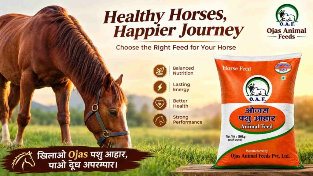 7 Interesting Facts About Horses Every Owner Should Know