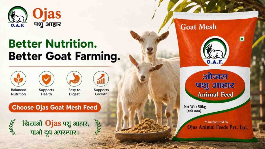 How to Choose the Right Goat Feed for Better Goat Farming | Ojas Animal Feeds