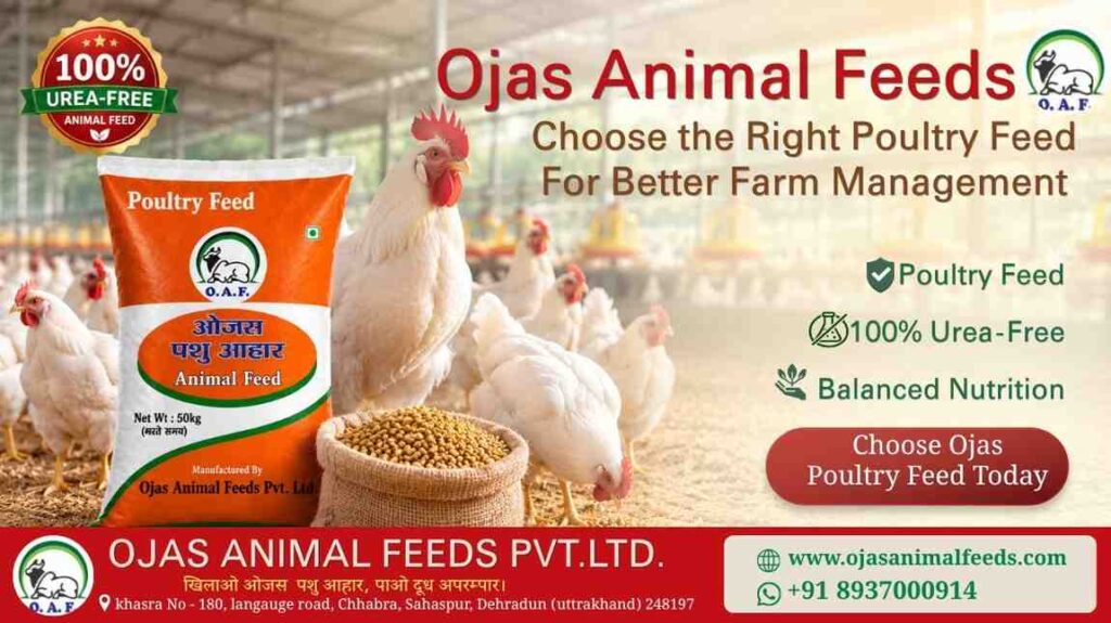 How to Choose the Right Poultry Feed for Better Farm Management