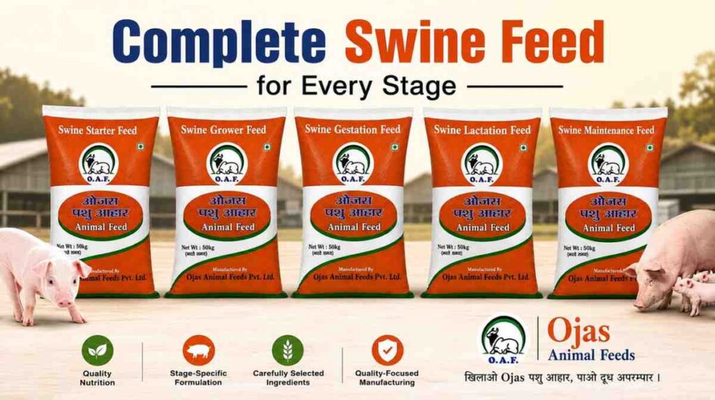 Understanding Swine Feed for Every Stage of Pig Farming | Ojas Animal Feeds