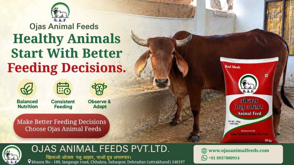 Healthy Animals Start With Better Feeding Decisions